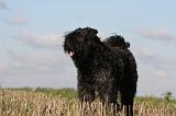 BOUVIER DES FLANDRES 222